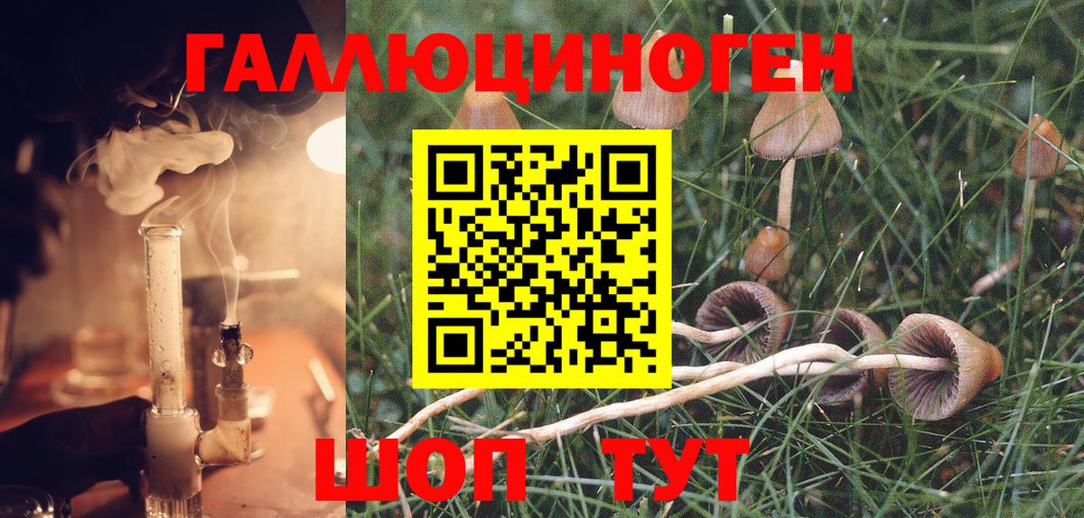 Псилоцибиновые грибы Cubensis Гулькевичи
